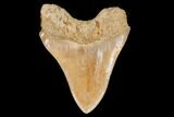 Serrated, Fossil Megalodon Tooth - West Java, Indonesia #145246-1